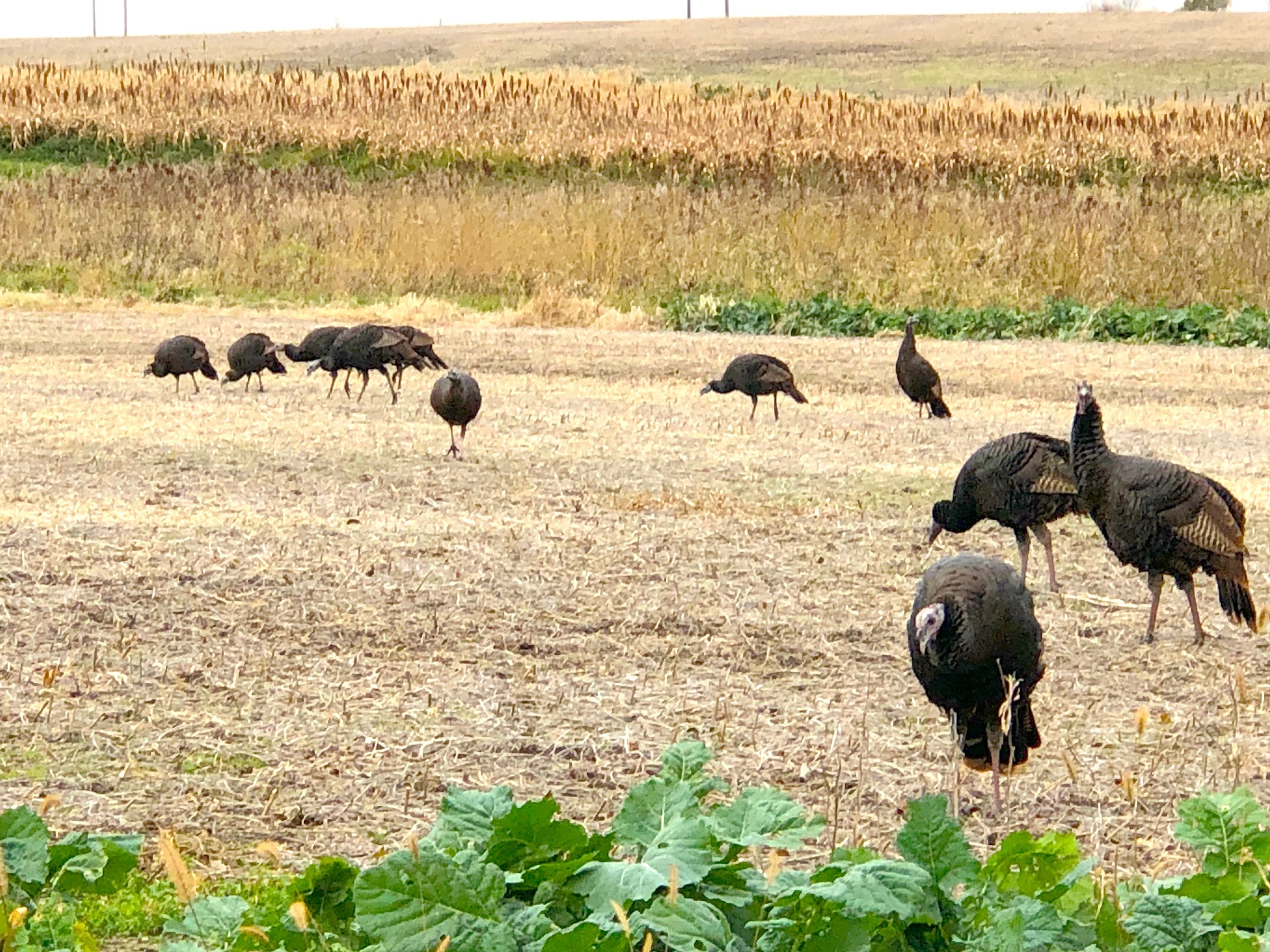 Turkeys in Lake County, Indiana farmland - LAND AUCTION - 147+/- ACRES OFFERED IN 3 TRACTS IN LAKE COUNTY, INDIANA